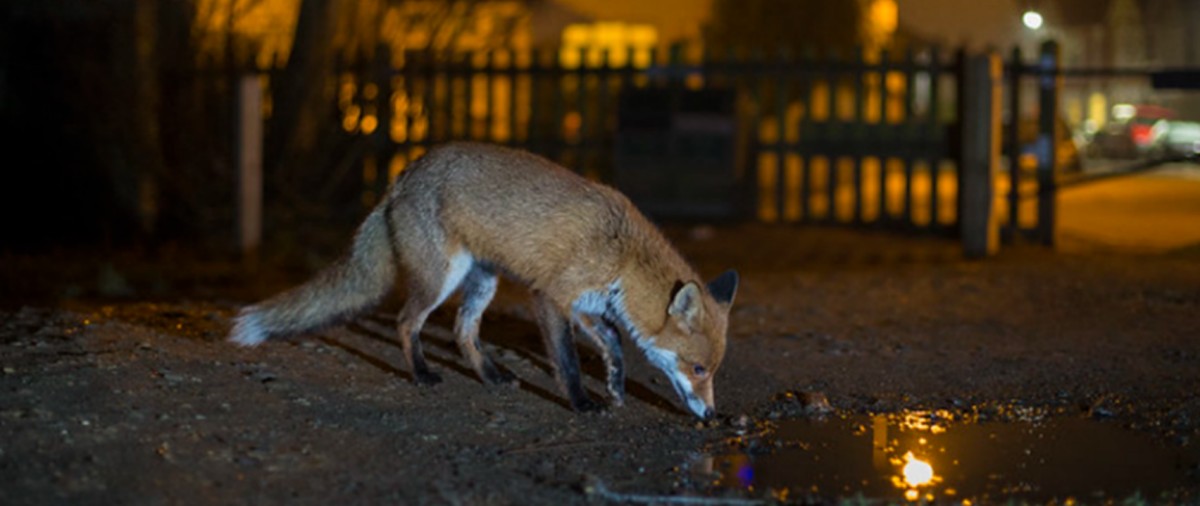 A nighttime picture of a fox in an urban environment. It's approaching a puddle, head down as if about to drink.